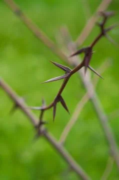 Sharp spines thorns on blurred green background 库存照片