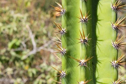 Sharp Spines on a Vibrant Green Cactus Stem Stock Photos