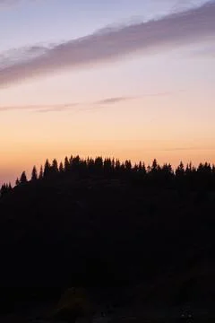 Sharp spruce silhouettes against the dramatic sunset sky. Stock Photos