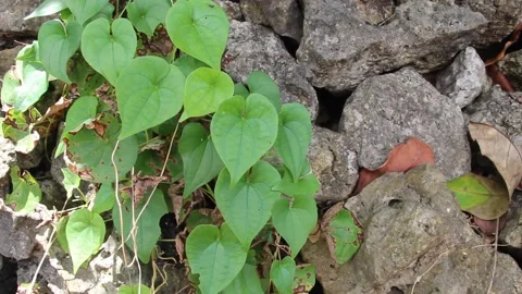 Sharp stone in bright gray with vines Stock Footage 272725684