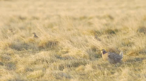 Sharp Tail Grouse Dancing in early Sunrise Light Stock Footage 49789444