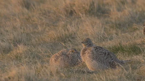 Sharp Tail Grouse Shows Purple Neck Patch Sunrise Vídeos de archivo 49761762