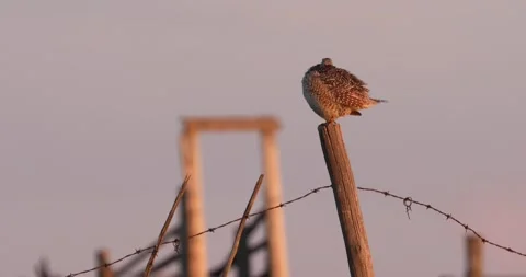 Sharp-tailed Grouse Stock Footage 232057982