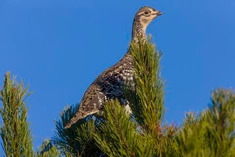 Sharp Tailed Grouse in Tree Stock Photos