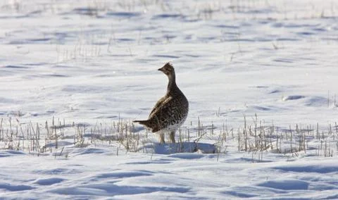 Sharp Tailed Grouse in Winter Saskatchewan Stock Photos