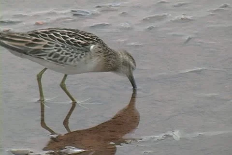 Sharp-tailed Sandpiper (Calidris acuminata) Stock Footage 11318145