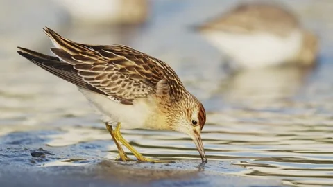 Sharp-tailed Sandpiper foraging in japan Stock Footage 328014354