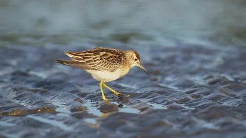 Sharp-tailed Sandpiper foraging in japan Stock Footage 328014417
