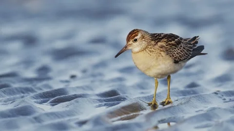 Sharp-tailed Sandpiper in japan (slow motion) Stock Footage 328014526