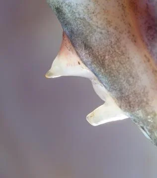 Sharp teeth in the mouth of a pike. Foto stock