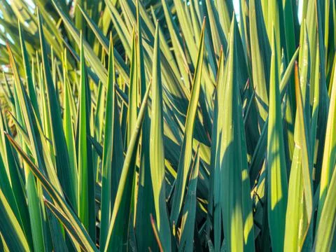 Sharp, thin palm leaves against the sky. Background from plants. Southern tre Stock Photos