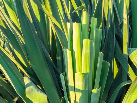 Sharp, thin palm leaves against the sky. Background from plants. Southern tre Stock Photos