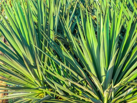 Sharp, thin palm leaves against the sky. Background from plants. Southern tre Stock Photos