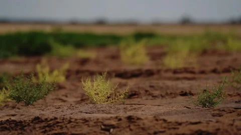 Sharp Thistle Weeds in Dry Soil, Close-Up Stock Footage 319467210