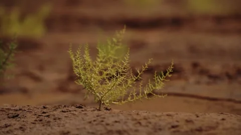 Sharp Thistle Weeds in Dry Soil, Close-Up Stock Footage 319467328