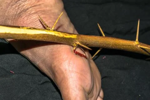 Sharp thorn dipped into a human feet and it's bleeding Stock Photos