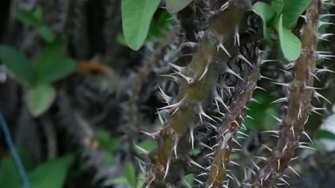Sharp thorns and spines on crown of thorns Euphorbia milii stem 库存影片 335210474