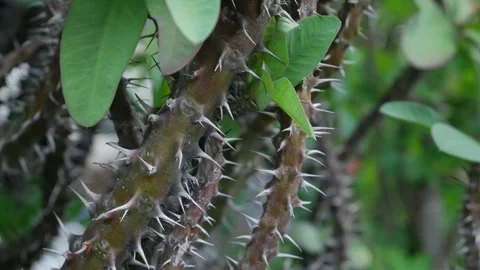 Sharp thorns and spines on crown of thorns Euphorbia milii stem Stock-Footage 335210479