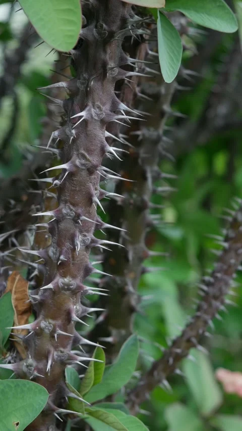 Sharp thorns and spines on crown of thorns Euphorbia milii stem 库存影片 335210486