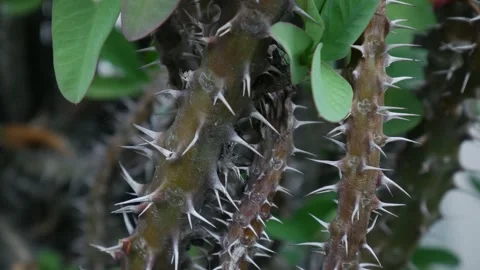Sharp thorns and spines on crown of thorns Euphorbia milii stem Stock Footage 335584008