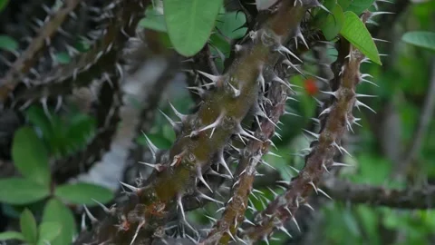 Sharp thorns and spines on crown of thorns Euphorbia milii stem 库存影片 335584021