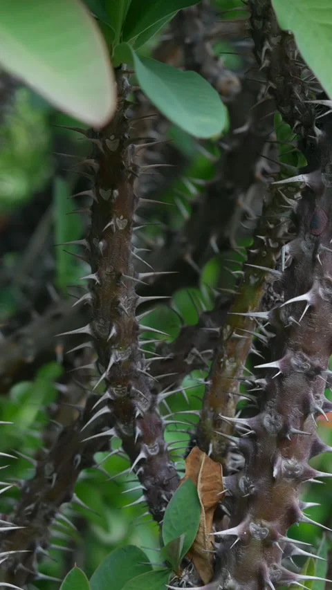 Sharp thorns and spines on crown of thorns Euphorbia milii stem Видео 335584024