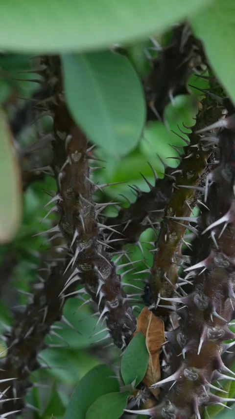 Sharp thorns and spines on crown of thorns Euphorbia milii stem Stock Footage 336435396