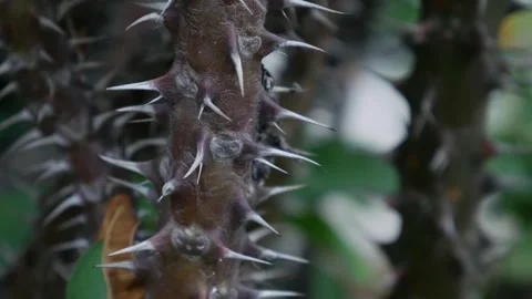 Sharp thorns and spines on crown of thorns Euphorbia milii stem Stock Footage 336435411