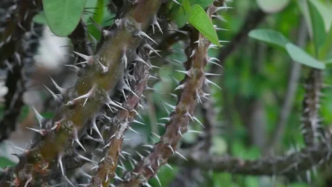 Sharp thorns and spines on crown of thorns Euphorbia milii stem 库存影片 340943107