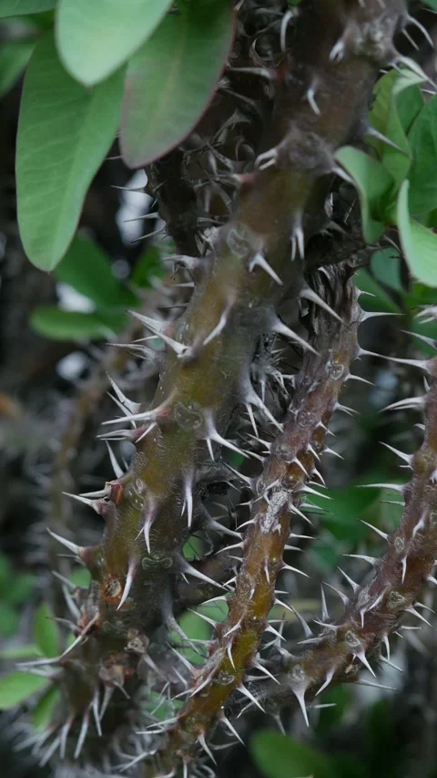 Sharp thorns and spines on crown of thorns Euphorbia milii stem Video stock 340943110