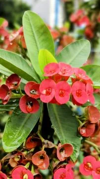 Sharp thorns and stunning flowers of Euphorbia (Euphorbia spp.), making thi.. Stock Photos