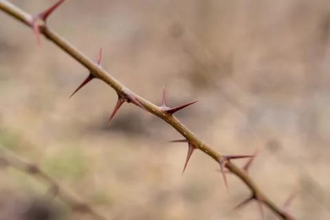 Sharp thorns on a branch of a bush Stock Photos