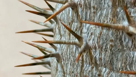 Sharp thorns on cactus trunk creating natural texture background Stock Footage 318467079