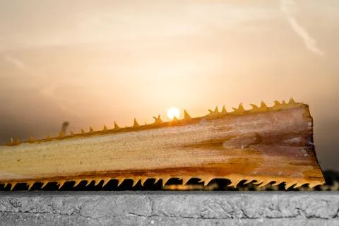 Sharp thorns on a dried branch of palm tree Stock Photos