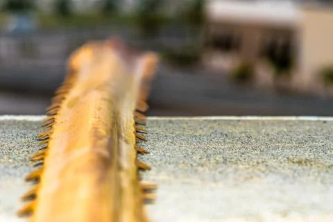 Sharp thorns on a dried branch of palm tree Stock Photos