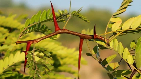 Sharp thorns Stock Footage 50057904