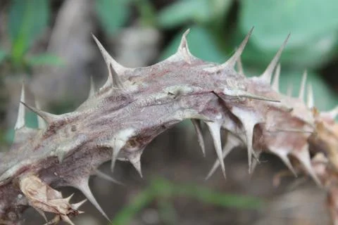 Sharp thorns image with selective focus Stockfoto's