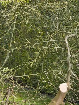 Sharp thorns on lemon tree branches close-up Stock Photos