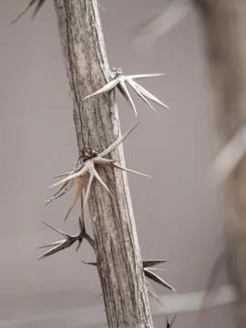 Sharp thorns Stock Photos