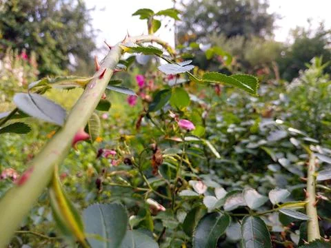 Sharp Thorns on a Rose Branch Amidst Lush Greenery in a Garden at Dawn Stock Photos