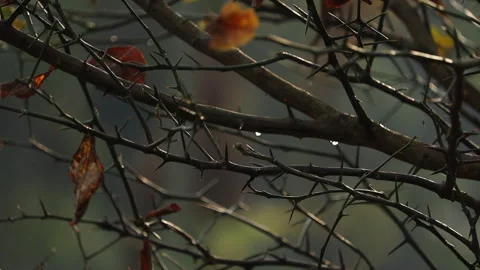Sharp thorny branches with dry leaves in dark natural background Stock-Footage 325068493