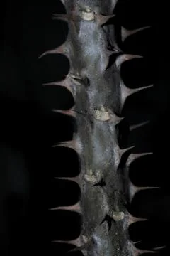 Sharp Thorny Flower Stem Isolated on Black Background with Detailed Texture Stock Photos