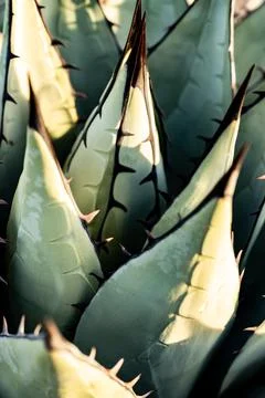 The Sharp Tips of Agave Havardiana 库存照片