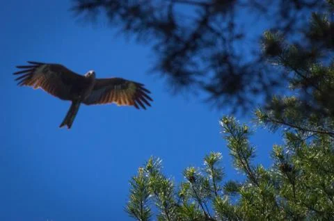 Sharp top branches of pine trees with blurred black kite flying in the backgr Stock Photos