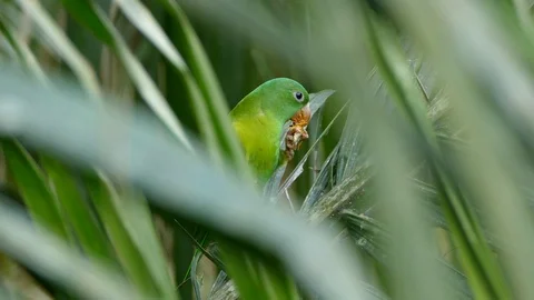 Sharp view of parrot eating fibrous orange fruit with wind blowing in leaves Stock Footage 99117970