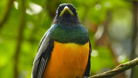Sharp vivid shot of tropical bird in Panama moving head around Video stock 123554744