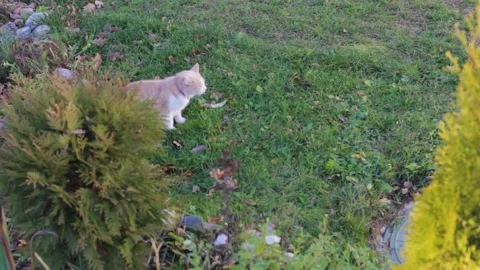 Sharp vomiting in a cat. The cat is sick and nauseous Video stock 234871741