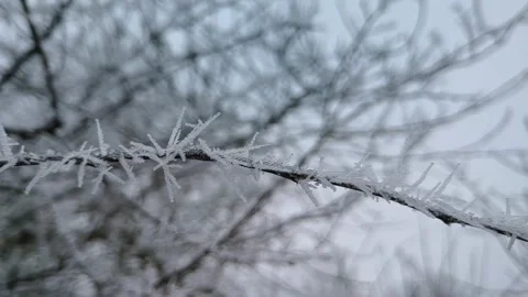 Sharp white hoarfrost spike crystals on thin tree branch, panning Stock Footage 347972416