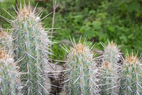 Sharp white spines on green columnar cacti in natural outdoor setting. Stock Photos