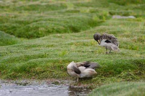 Sharp-winged teals Anas flavirostris oxyptera on a pond. Stock Photos
